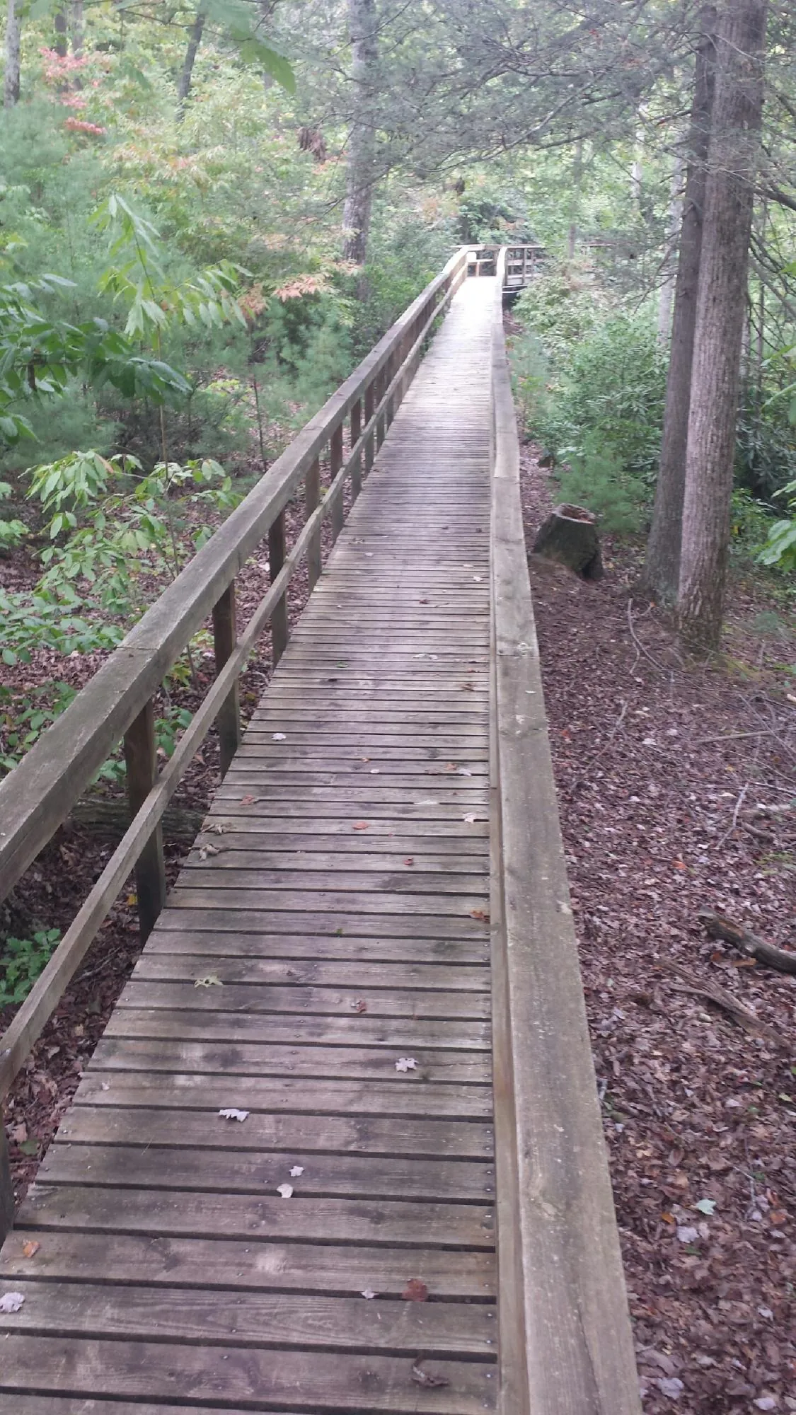 Long wood walkway with handrails built through the woods in Lydia